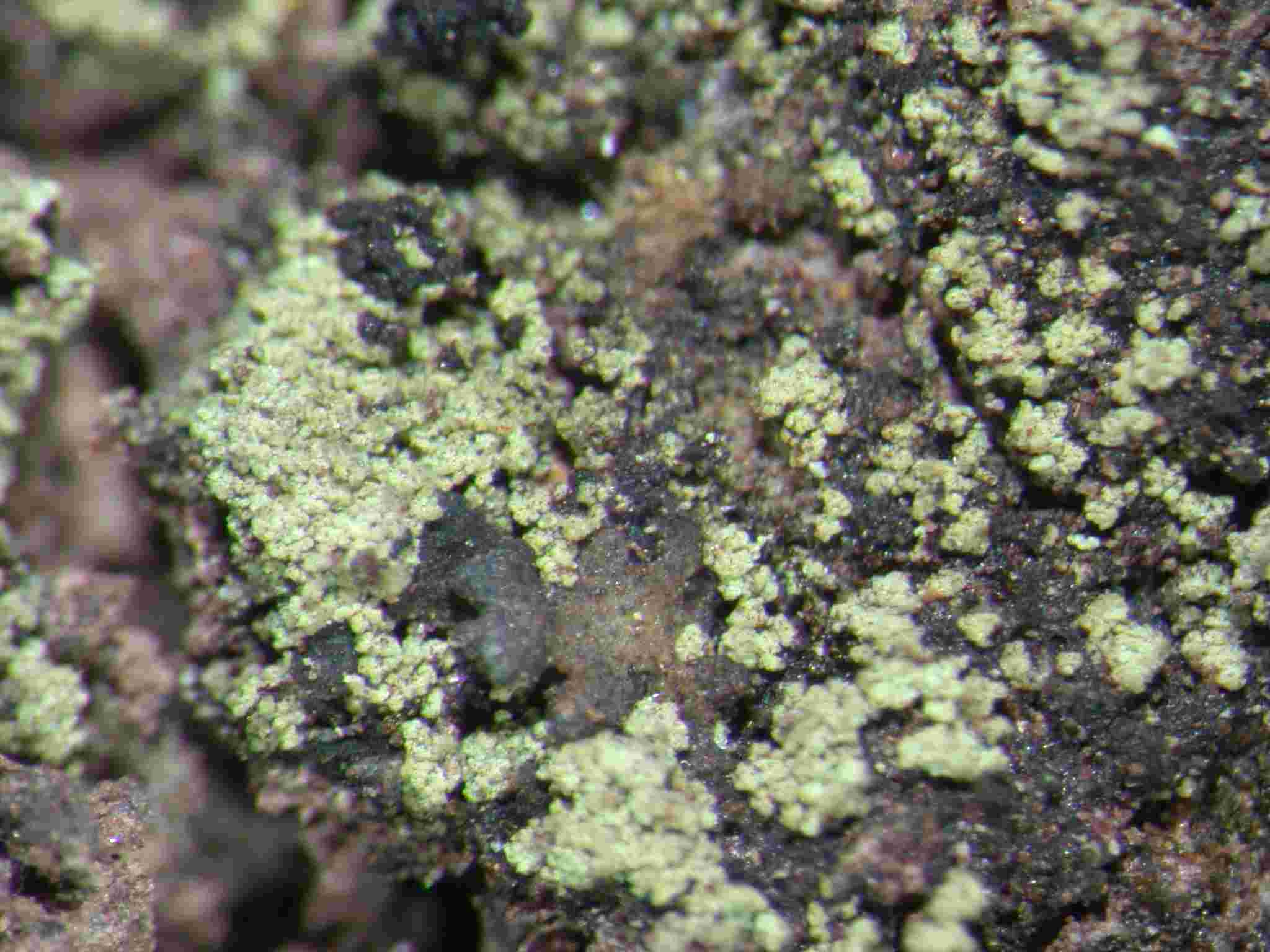 [Micarea xanthonica]